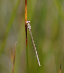 Austrolestes leda