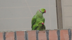 Psittacula krameri