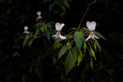 Impatiens cuspidata