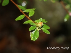 Rhododendron noriakianum