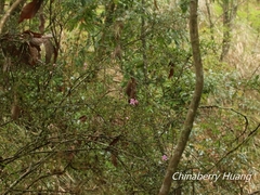 Rhododendron noriakianum