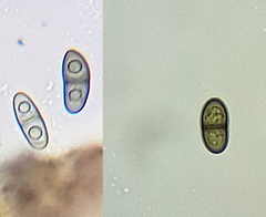 Rinodina pachysperma