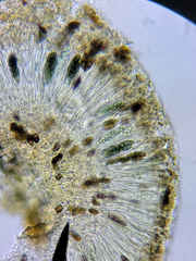 Rinodina pachysperma