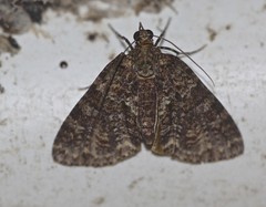 Polyclysta hypogrammata