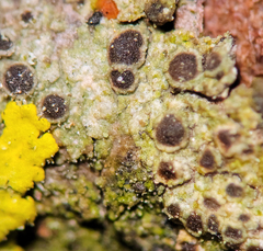 Rinodina pachysperma