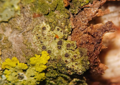 Rinodina pachysperma