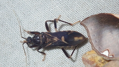 Rasahus sulcicollis