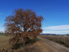 Quercus × cerrioides