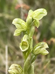 Pterostylis crassicaulis