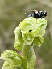 Pterostylis crassicaulis