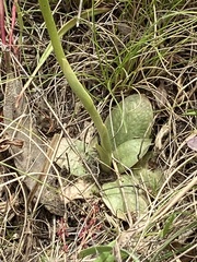Pterostylis crassicaulis