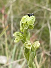 Pterostylis crassicaulis