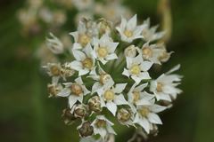Allium drummondii