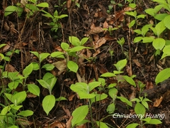 Comanthosphace formosana