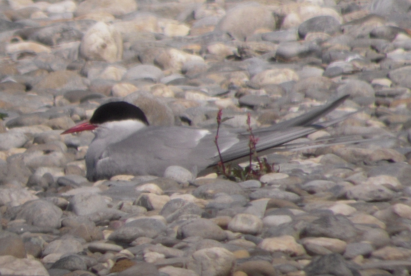 Arctic Tern