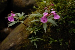 Impatiens tangachee