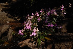 Impatiens tangachee