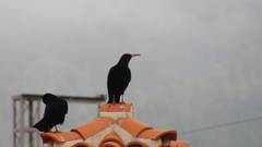 Pyrrhocorax pyrrhocorax barbarus