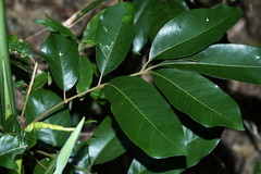 Aglaia rimosa
