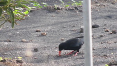 Pyrrhocorax pyrrhocorax barbarus