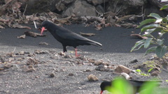 Pyrrhocorax pyrrhocorax barbarus