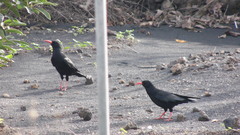 Pyrrhocorax pyrrhocorax barbarus