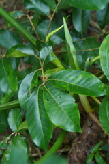 Aglaia rimosa