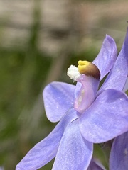 Thelymitra alpina