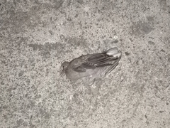 Streptopelia tranquebarica