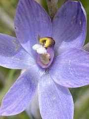 Thelymitra alpina