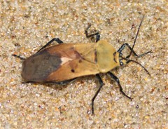 Microspilus proximus