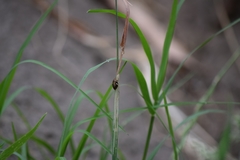 Bathyllus albicinctus