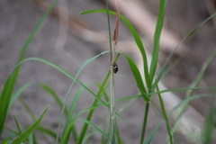 Bathyllus albicinctus