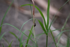 Bathyllus albicinctus