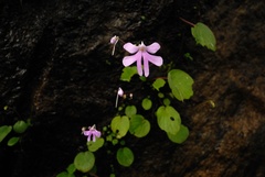 Impatiens pseudoacaulis