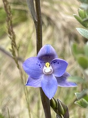 Thelymitra simulata