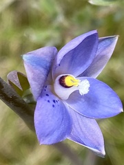 Thelymitra simulata