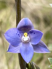 Thelymitra simulata