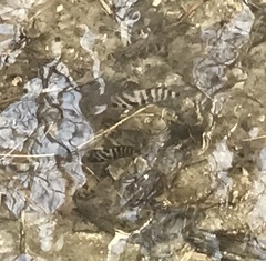 Amatitlania nigrofasciata