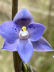 Thelymitra simulata