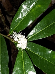 Phaleria octandra, photograph (c) Matt B, some rights reserved (CC BY)