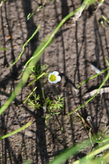 Ranunculus confervoides