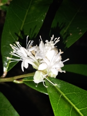 Phaleria octandra, photograph (c) Matt B, some rights reserved (CC BY)