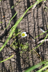 Ranunculus confervoides