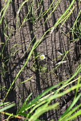 Ranunculus confervoides