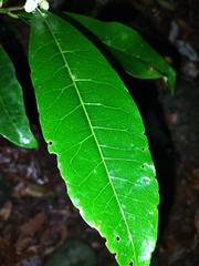 Phaleria octandra, photograph (c) Matt B, some rights reserved (CC BY)