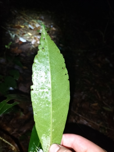 Phaleria octandra, photograph 6