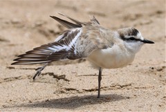 Charadrius marginatus arenaceus