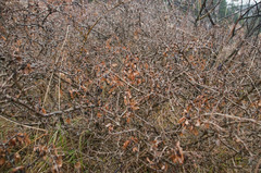 Rhamnus saxatilis