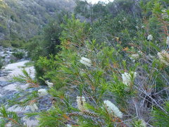 Melaleuca armillaris armillaris
